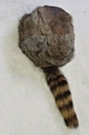Faux Raccoon Fur Hat with Real Tail