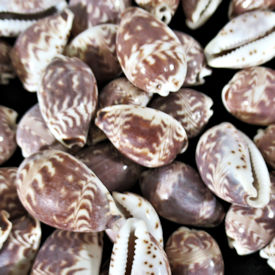 Daybreak cowrie shells, Palmadusta diluculum cowry, Natural small seashells