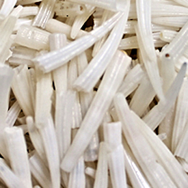 Dentallium Shells, .75 to 1.5", 100 White Tusk Bulk Craft Supply