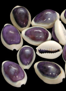 Purple Cowrie shells, Tiger sea shell beads, Natural sea shells, drilled shells