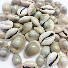 Ring Top Cowrie sea shell beads, Drilled for natural earrings or pendants